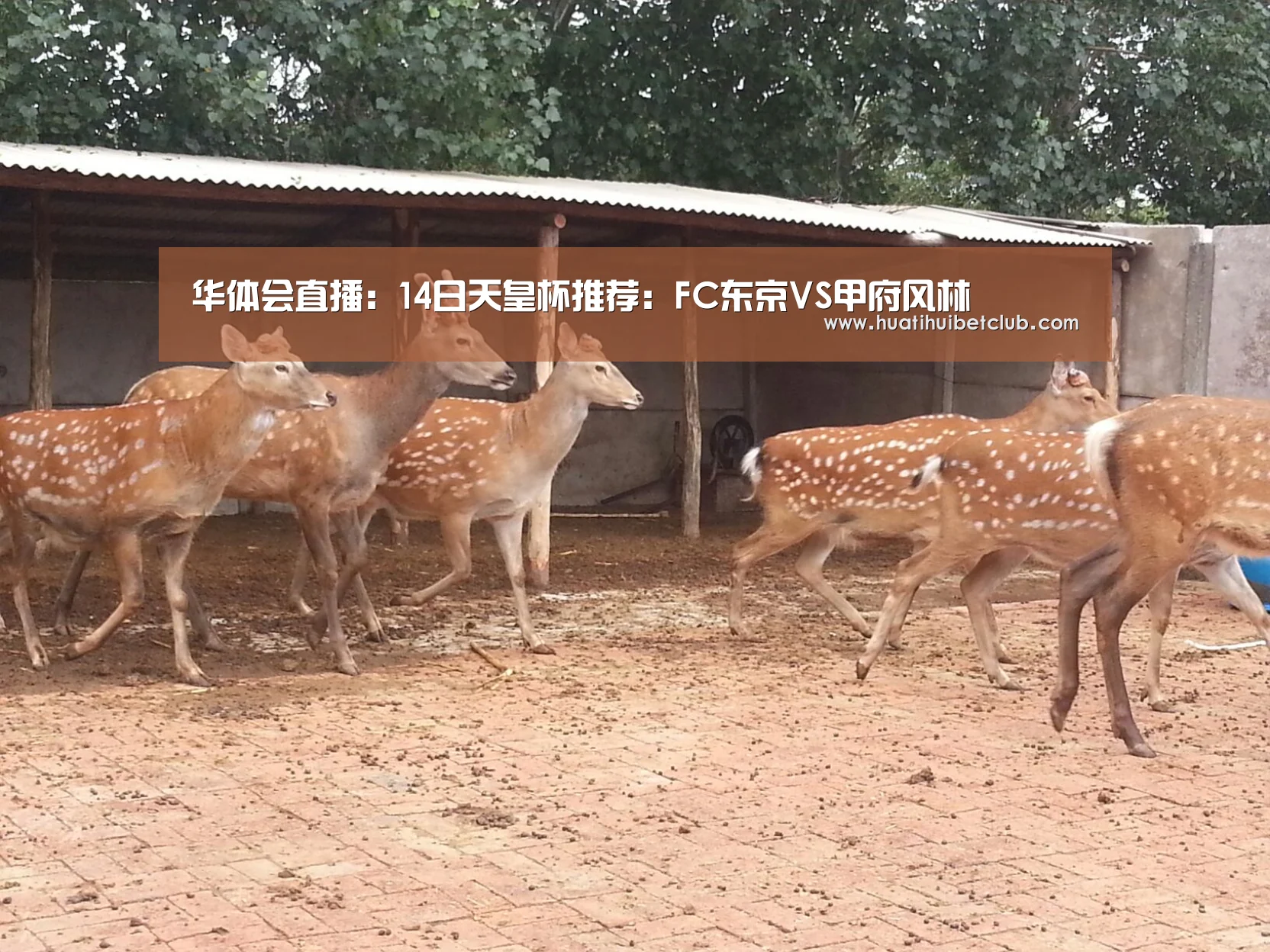 华体会直播:14日天皇杯推荐:FC东京VS甲府风林(图2) 华体会官网