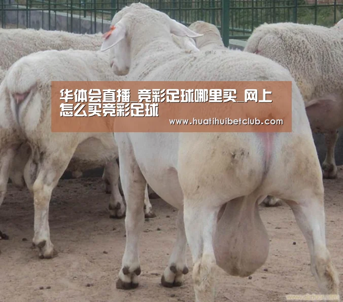 华体会体育