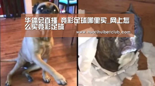 华体会体育