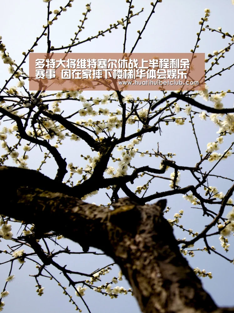 多特大将维特塞尔休战上半程剩余赛事 因在家摔下楼梯|华体会娱乐(图2) 华体会直播